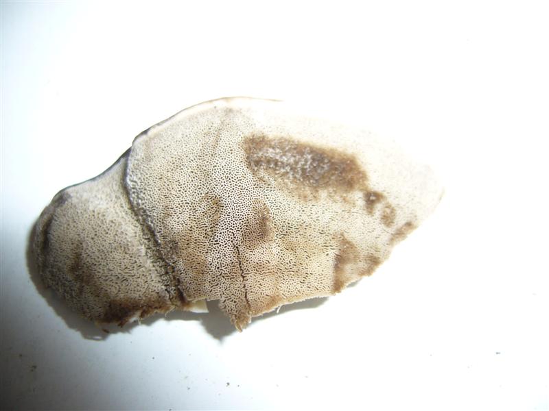 Aphillo1 (Bjerkandera adusta)